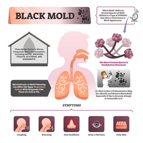 Signs of Mold in Your Crawl Space - Dragon Insulation