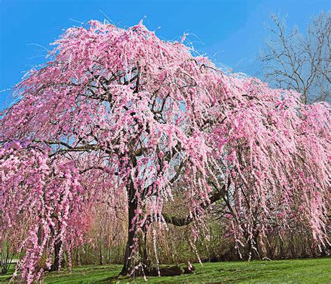 Weeping Cherry Tree Disease Identification