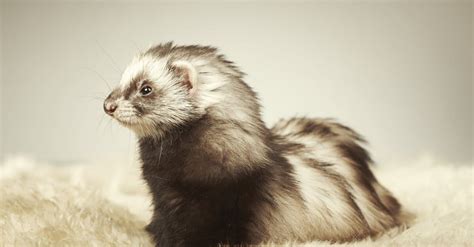 Angora Ferret - A-Z Animals