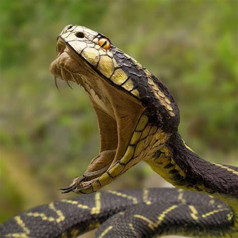 How Snake Venom Kills… and Saves Lives - Let's Talk Science