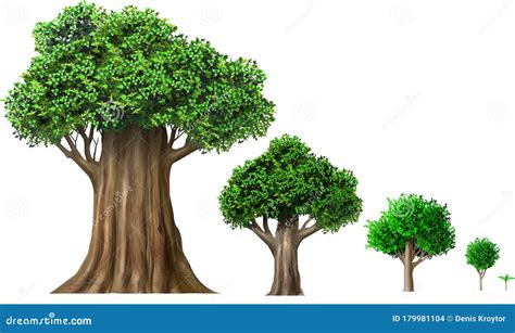 Set of Different Oak Trees Growth Stages Stock Illustration ...