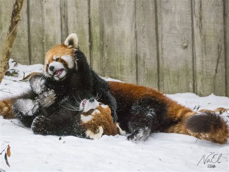 Red Pandas Play in Snow at Cincinnati Zoo | Time