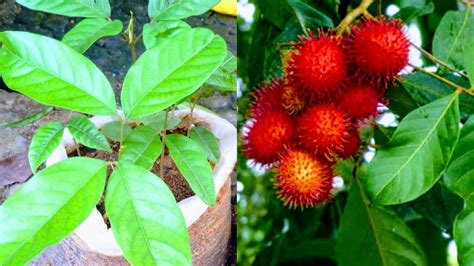 Rambutan Fruit Tree