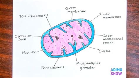 How To Draw And Labelled The Mitochondria | step by step tutorial - YouTube | Biology diagrams ...