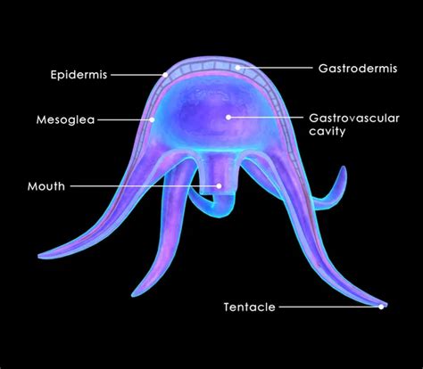 Jellyfish Medusa Diagram Stock Photo Sciencepics