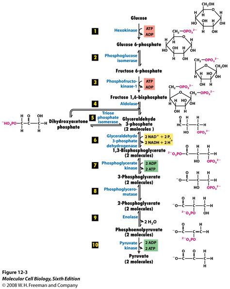 Glycolysis Worksheet