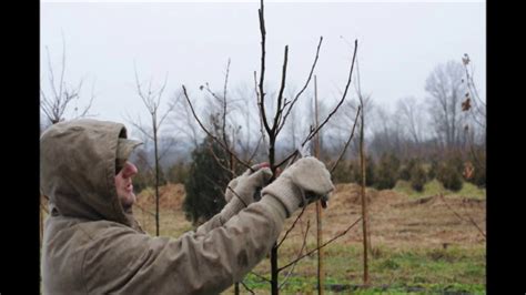 How to Prune Your Small Ornamental Pear Trees - YouTube