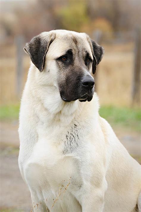 Anatolian Shepherd Dog - Temperament, Lifespan, Shedding, Puppy