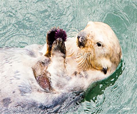 Southern sea otter eating a purple sea urchin | FWS.gov