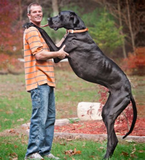 18 Of The World's Biggest Dog Breeds — Large Dogs | atelier-yuwa.ciao.jp