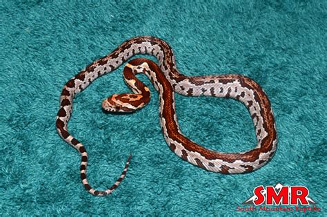 ZagTec corn snake 12" male – South Mountain Reptiles