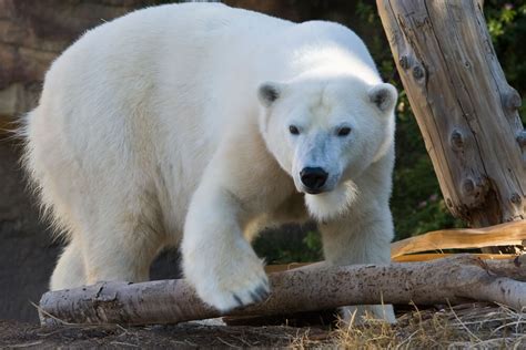 Polar Bear | San Diego Zoo Animals & Plants