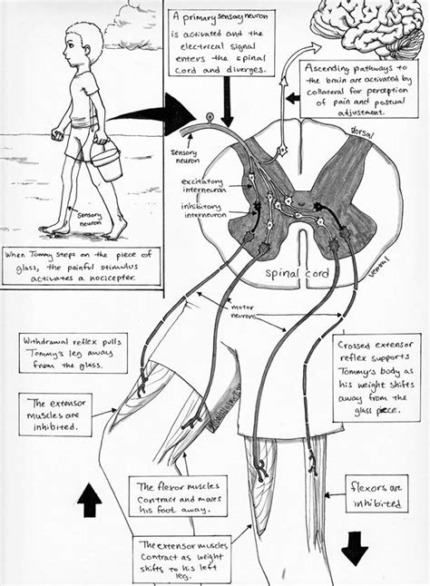 Crossed Extensor Reflex pg 2 by Nightmare-Bug on DeviantArt