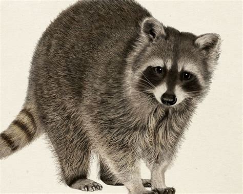 Raccoon Free Hand Drawing on Wacom Tablet | Raccoon drawing, Raccoon, Drawings