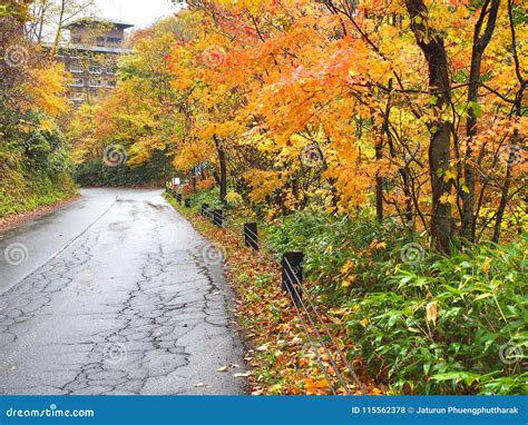 The Autumn Leaves Season in Hokkaido ,Japan Stock Photo - Image of season, blue: 115562378