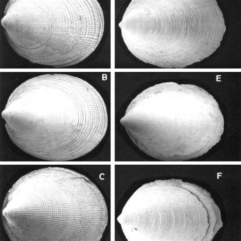 Comparative morphology of generalized Polyplacophora, Monoplacophora,... | Download Scientific ...