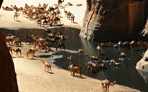 Oasis in the Sahara Desert HD desktop wallpaper : Widescreen : High Definition : Fullscreen