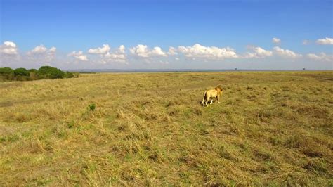 Wildlife Encounter: Young Lion Hunting In Stock Footage SBV-314944084 - Storyblocks