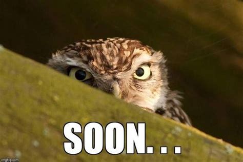 29 Funny Owl Memes That Are So Funny They're Actually a Hoot