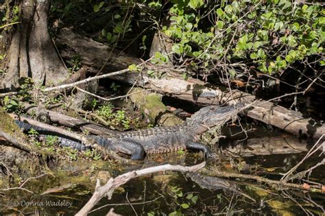 American Alligators Part 1 – Adults & Habitat | Photos by Donna