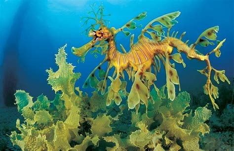 Leafy Seadragon