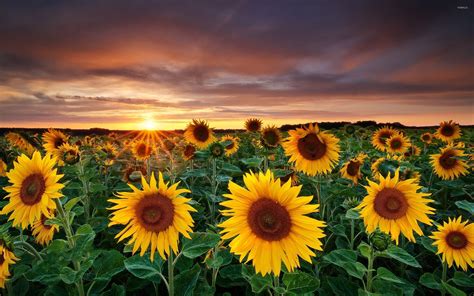 10 Excellent spring sunflower desktop wallpaper You Can Download It Free Of Charge - Aesthetic Arena