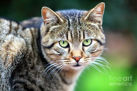 Green Cat Eyes at Macka Park in Istanbul Photograph by John Rizzuto ...