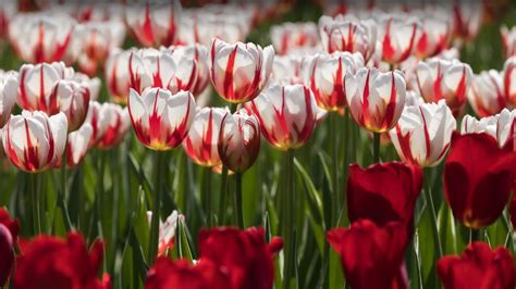 Ottawa Tulip Festival – Bing Wallpaper Download