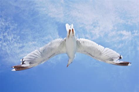 Bird open wings stock photo. Image of cloud, flight, birds - 13483162