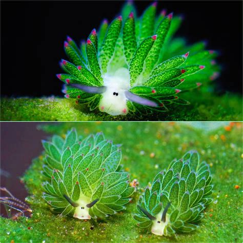 This sea slug - leaf sheep (Costasiella kuroshimae) : r/AIDKE