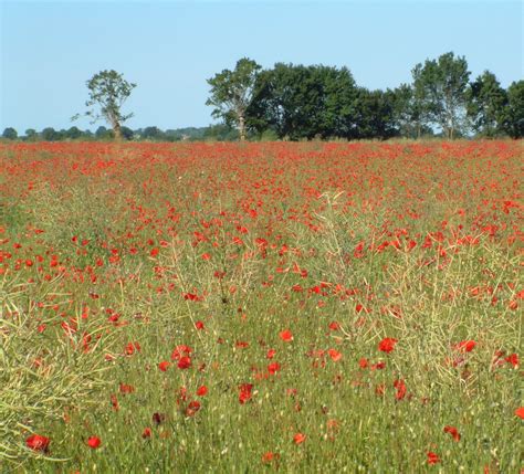 Poppy Field Free Photo Download | FreeImages