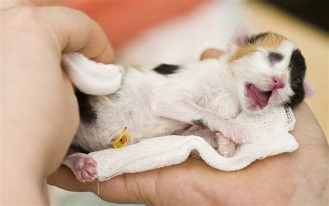 Newborn Kittens: Size, Growth, Development And Care