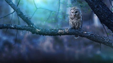 HD Owl Wallpapers - Top Free HD Owl Backgrounds - WallpaperAccess