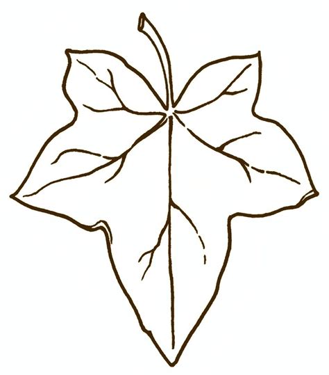 Ivy Leaf Drawing at GetDrawings | Free download