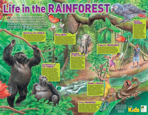 Rainforest Animals And Plants Names