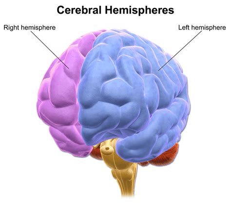 Cerebral hemisphere - Wikiwand