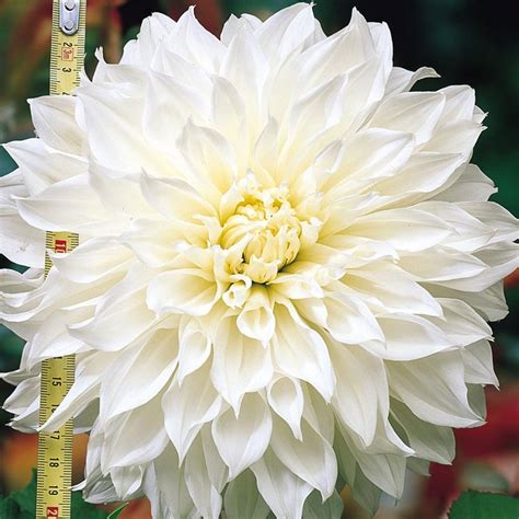 Dahlia White Perfection