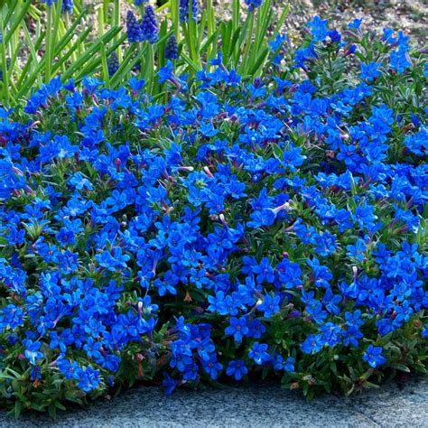 Lithodora Heavenly Blue - Beechmount Garden Centre