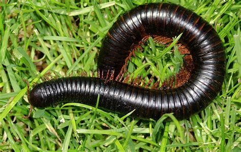 Giant African Millipede Photograph by Nigel Downer