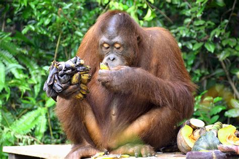 Food Fights: Orangutan Style - Orangutan Outreach