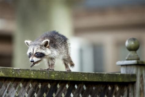 Raccoon Behaviors that End Up Costing You Money | Raccoon Removal Indianapolis