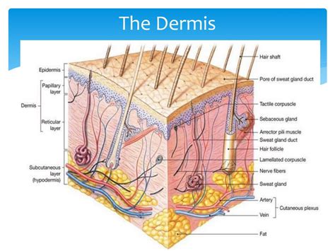 Papillary Layer Of Dermis Tissue Type