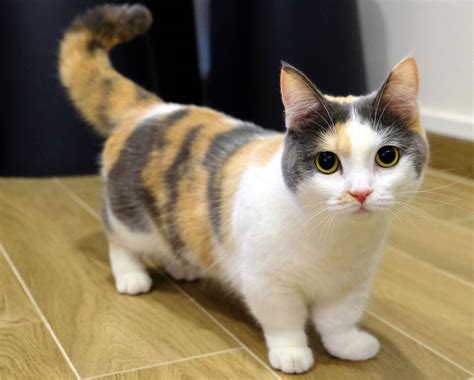 Munchkin Cat, Kitten: Temperament, Weight. How Much are Munchkin Cats?