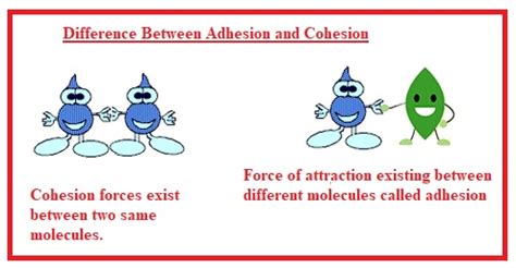 Difference Between Adhesion and Cohesion - The Engineering Knowledge