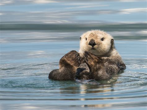 Sea Otter Habitat Range