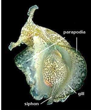 Aplysia Siphon and Gill