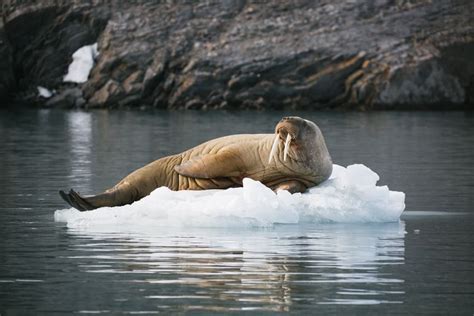 Polar Bear vs. Walrus | Poseidon Expeditions