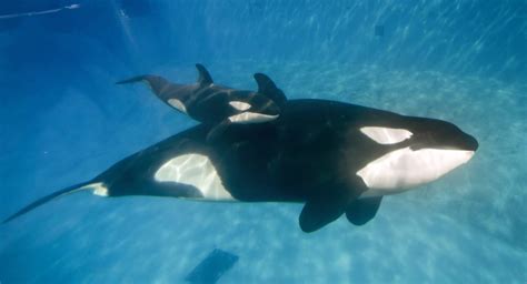 Baby orca! Last killer whale born at SeaWorld – The Denver Post