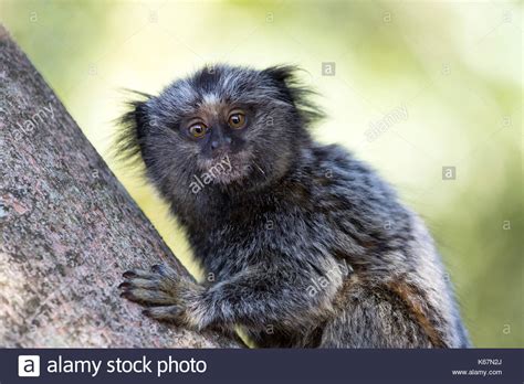 baby black-tufted marmoset Stock Photo - Alamy