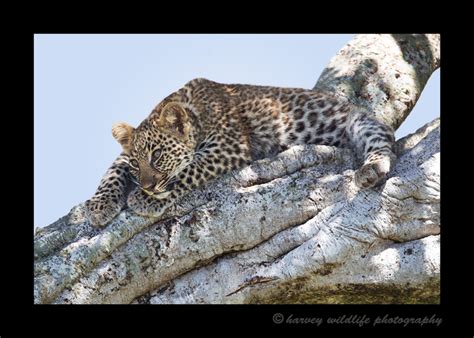 Leopard cub lying in a tree 2016: Pictures of a leopard cub in South Africa